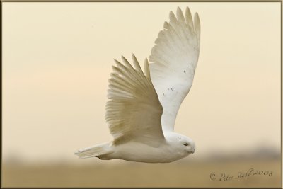 Snow Owl  Male.Full frame