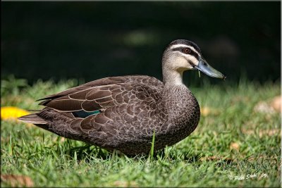 Pacific-Black-Duck.jpg