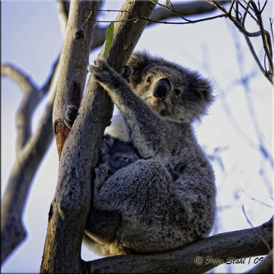 Koala Mommy & Baby.jpg