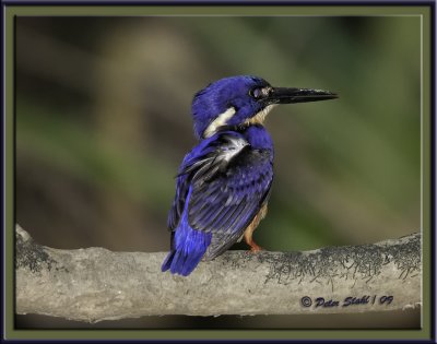 Azure Kingfisher.jpg