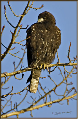 Broad-Winged Hawk Dark Morph.jpg