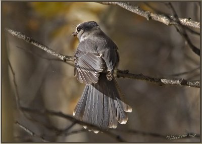 Grey Jay.jpg