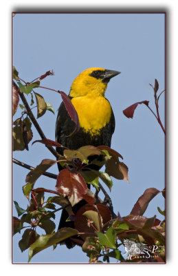 Yellowhead-blackbird.jpg