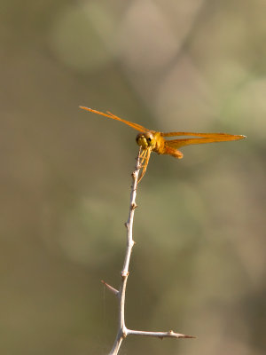 Dragonfly 01 cropped.jpg