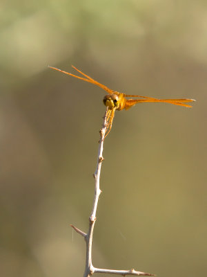 Dragonfly 02 cropped.jpg