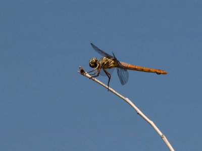 Dragonfly 03 cropped.jpg