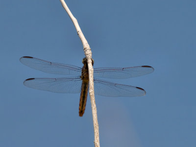 Dragonfly 04 cropped.jpg