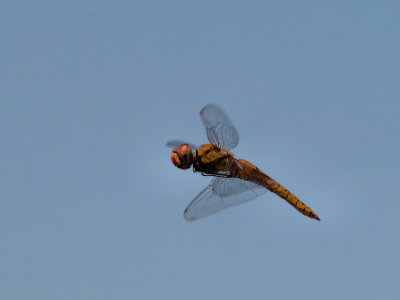 Dragonfly 05 cropped.jpg