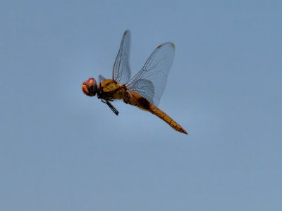 Dragonfly 06 cropped.jpg