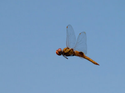 Dragonfly 07 cropped.jpg