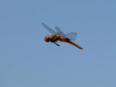 Dragonfly 08 cropped.jpg