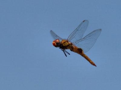 Dragonfly 09 cropped.jpg