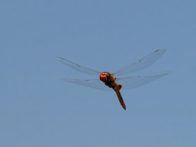 Dragonfly 11 cropped.jpg