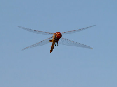 Dragonfly 12 cropped.jpg