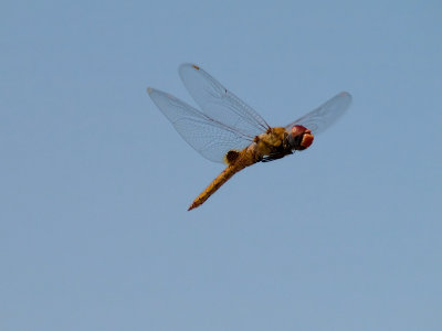 Dragonfly 13 cropped.jpg