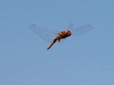 Dragonfly 14 cropped.jpg