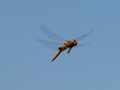 Dragonfly 15 cropped.jpg