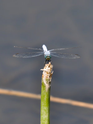 Dragonfly 16 cropped.jpg