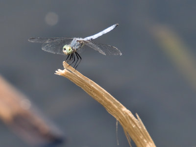 Dragonfly 17 cropped.jpg