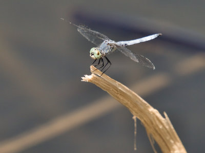 Dragonfly 18 cropped.jpg