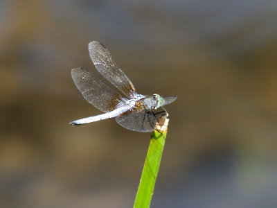 Dragonfly 19 cropped.jpg