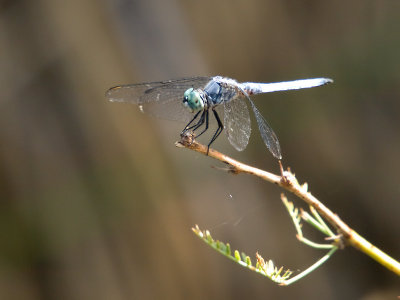 Dragonfly 20 cropped.jpg