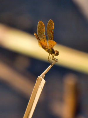 Dragonfly 21 cropped.jpg