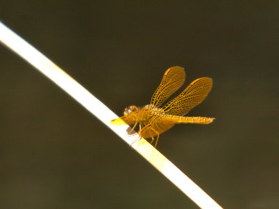 Dragonfly 22 cropped.jpg