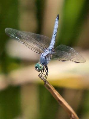 Dragonfly 23 cropped.jpg