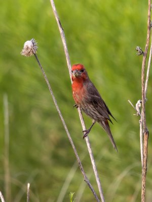 Finch 01 cropped.jpg