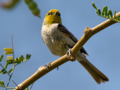 Verdin 02 cropped.jpg