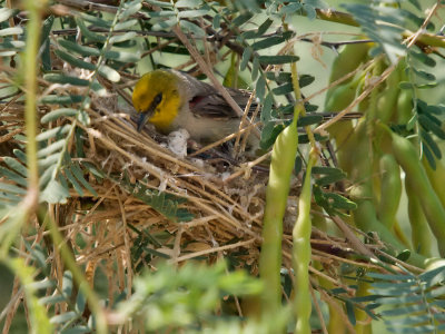 Verdin 03 cropped.jpg