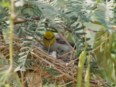 Verdin 05 cropped.jpg