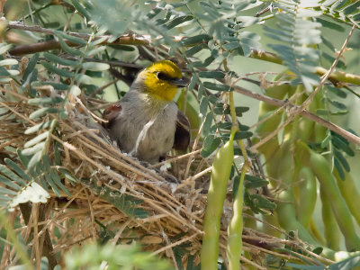 Verdin 08 cropped.jpg