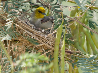 Verdin 10 cropped.jpg