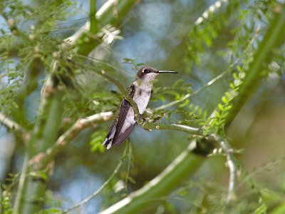 Hummingbird2 9_27_06.jpg