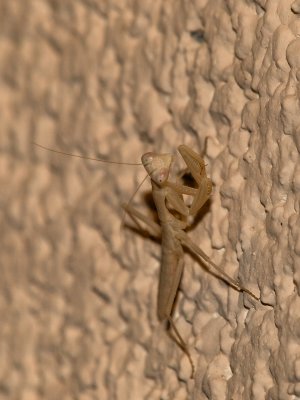 Praying Mantis05 cropped.jpg