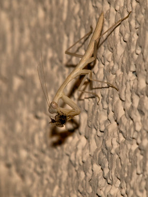 Praying Mantis07 cropped.jpg