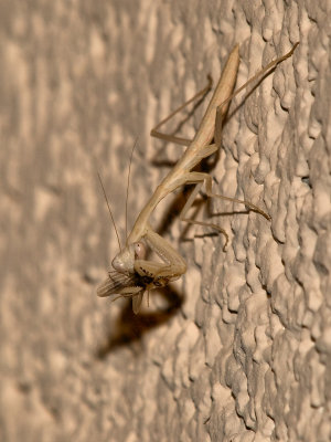 Praying Mantis08 cropped.jpg