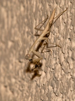 Praying Mantis10 cropped.jpg