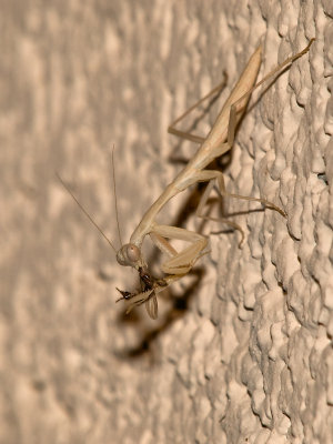 Praying Mantis12 cropped.jpg