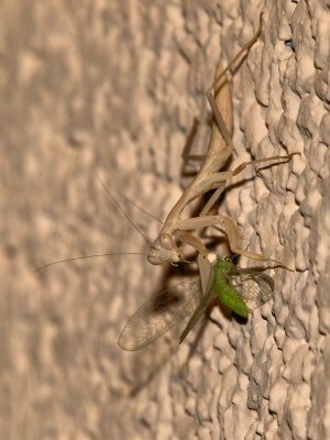 Praying Mantis15 cropped.jpg