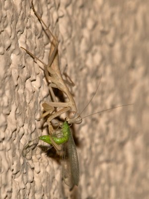 Praying Mantis16 cropped.jpg