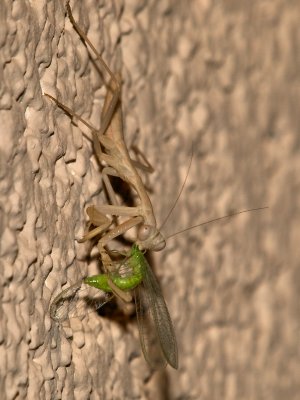 Praying Mantis17 cropped.jpg