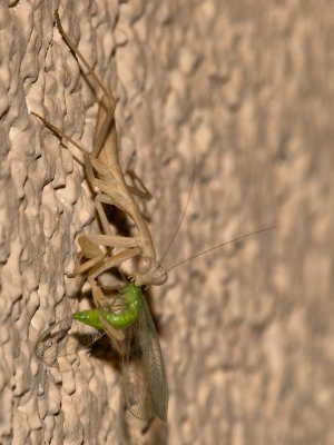 Praying Mantis18 cropped.jpg