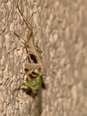 Praying Mantis19 cropped.jpg