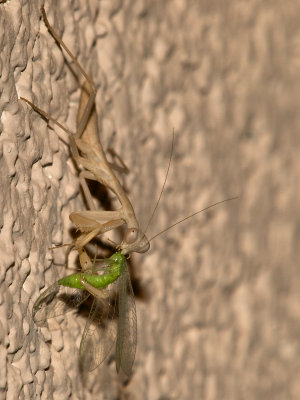 Praying Mantis20 cropped.jpg