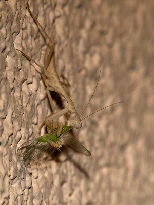 Praying Mantis22 cropped.jpg