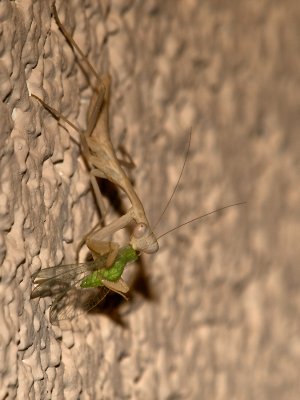 Praying Mantis23 cropped.jpg