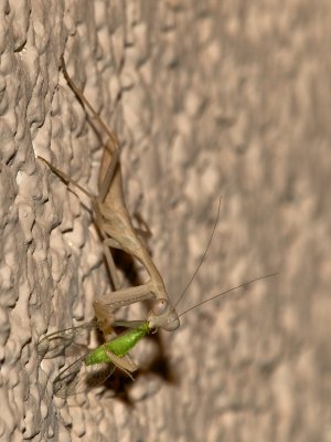 Praying Mantis25 cropped.jpg